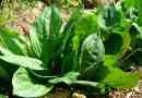 Plantain big